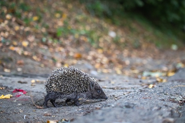 的幽默感和 的幽默感和